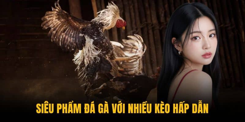 Siêu phẩm đá gà với nhiều kèo hấp dẫn